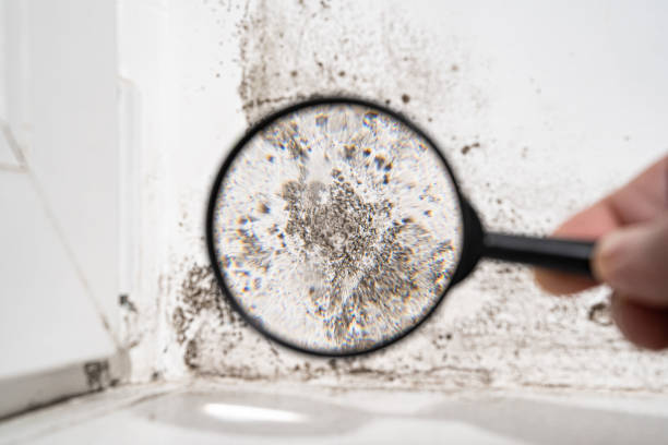 Best Residential Mold Remediation in Darien, GA